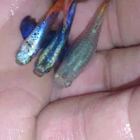 ماهیان اکوریومی