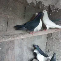 کبوتر بوشهری