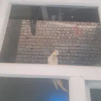عروس هلندی گمشده