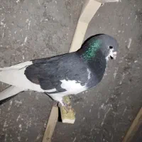 پلاکی ۴عددنرزرنگ|پرنده|شیراز, گویم|دیوار