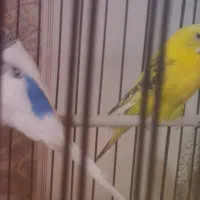 مرغ عشق