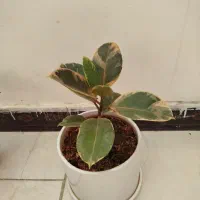 گل آپارتی سه گل با گلدونای سرامیکی|گل و گیاه طبیعی|چهاردانگه (تهران), |دیوار