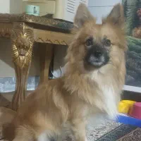 سگ پامر نر|سگ|حمیل, |دیوار