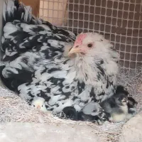 تخم گلین نطفه دار