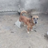 با سلام خدمت دوستان عزیز تعداد دو تا سگ پاکوتاه