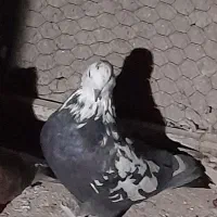 اصفهانی