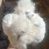 مرغ و خروس ابریشمی