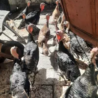 چهارعددبوقلمون وسه عددمرغ تخم گذارنژادخوب|حیوانات مزرعه|اهواز, کوی رمضان|دیوار