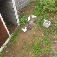 کبوتر مسابقه ای|پرنده|شفت, |دیوار