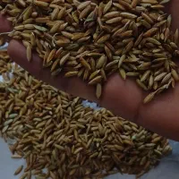 شلتوک عنبر بو با رائحه بسیار بالا