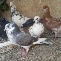 کبوتر همه باهم ۷۰۰تومان