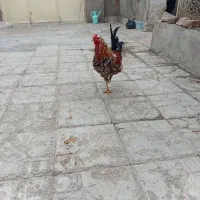 فنج نر خروس گلین|حیوانات|نظرآباد, نظرآباد|دیوار