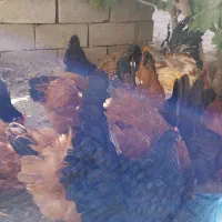 مرغ محلی