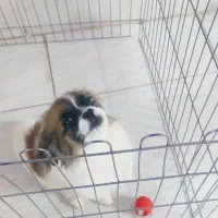 سگ نژاد شیتزو|سگ|اصفهان, کشاورزی|دیوار