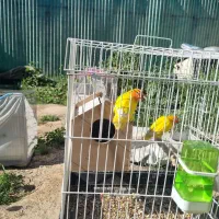 طوطی برزیلی