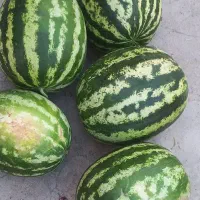 نیروی کارهنداونه زدن هستیم