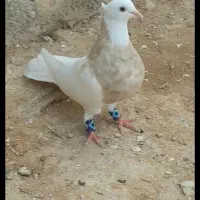 کفتر طووقی کارتونی  ماده