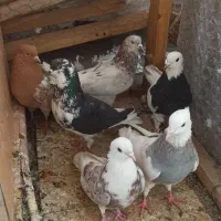 گمشده کبوتر نقش