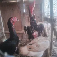 مرغ وخروس اوشامو