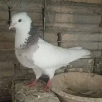 ماده طوقی سرور اردکان|پرنده|اردکان, |دیوار