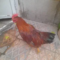 خروس|حیوانات مزرعه|تهران, افسریه جنوبی|دیوار