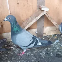 سلام کبوتر مسافتی