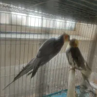 جفت عروس هلندی تخم گذار با تمام وسایل وقفس