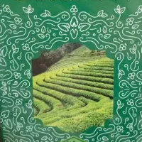 دمنوش کاملاگیاهی