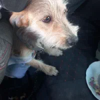 واگذاری سگ پاکوتاه