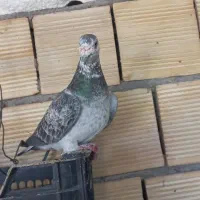 نر و ماده بزک|پرنده|گتوند, |دیوار