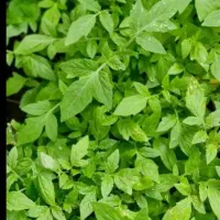 نشا گوجه فرنگی محلی ومشهدی