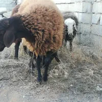 گوسفند‌ماده‌شیشک|حیوانات مزرعه|صوفیان, |دیوار