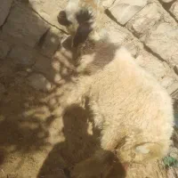 بره