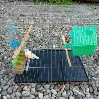 فنچ|پرنده|انبارآلوم, |دیوار