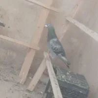 پرنده