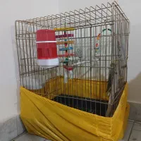 عروس هلندی با قفس