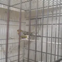 قناری و سهره