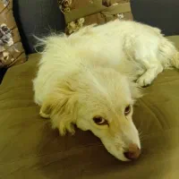 دو سگ پیدا شده