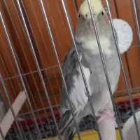 عروس هلندی ماده|پرنده|ملایر, |دیوار