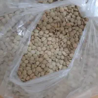 عدس دیم کرمانشاه