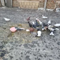 کفترا پرشی رنگی|پرنده|قزوین, |دیوار