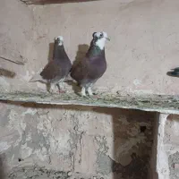 کفتر تهرانی شازده قرمز|پرنده|تهران, شهرک رضویه|دیوار