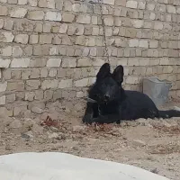فروش سگ ژرمن وقدر جونی