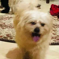 گمشده|حیوانات|ابهر, |دیوار