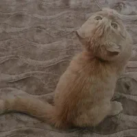 اسکاتیش نر دبل فولد گلد گارفیلدی|گربه|تهران, شهرک استقلال|دیوار