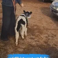 کاه کوبیده سفید