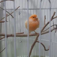 قناری نر مست