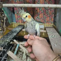 عروس هلندی گلباقالی|پرنده|شاهدشهر, |دیوار