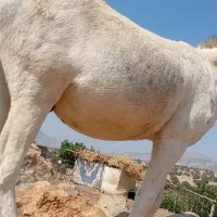 سلام یک الاغ جوان رو فورم ب فروش می‌رسد|حیوانات مزرعه|یاسوج, |دیوار