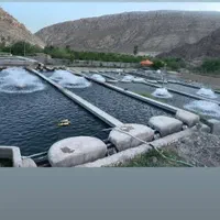 طرح بچه ماهی کپور،قزل آلا،|ماهی|قزوین, |دیوار